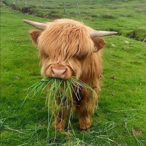 Meet your Posher, Leo